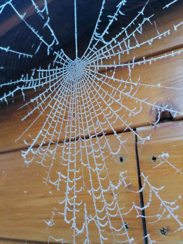 Photos. Ces toiles d'araignées qui illuminent les matins d'automne
